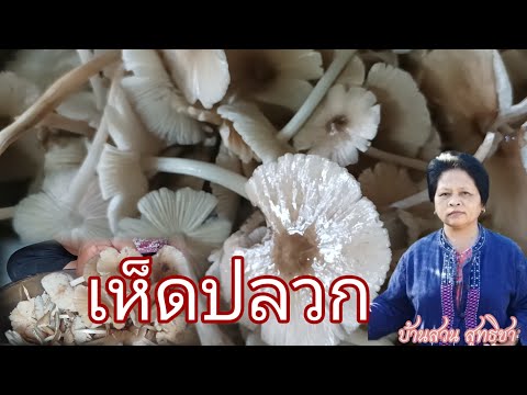 ทำความสะอาดเห็ดปลวกกันค่ะเห็ดปลวกเห็ดโคลนบ้านสวนสุทธิชา