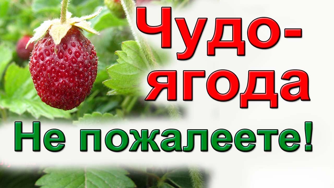 Садовая ягода земклуника. Рекомендую для выращивания