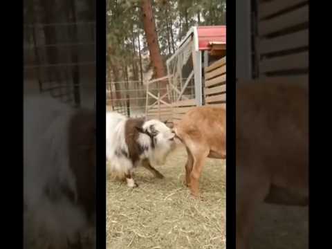 I just wanted to inmited the goat😱 #funnyshorts