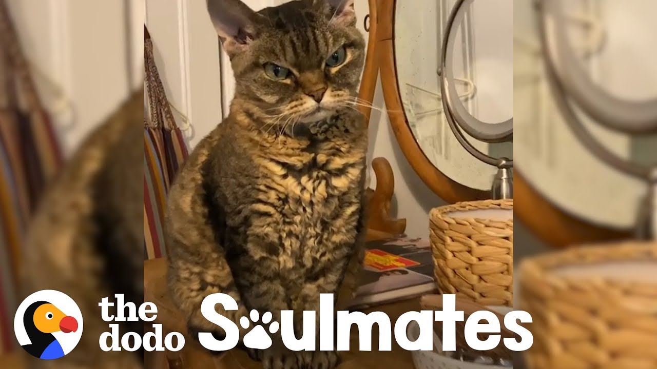 Aggressive Cat Melts When She Gets To Know Her New Mom Soulmates