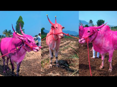बावधन बगाड २०२५ | बैल सजावट 2025 | बावधन | Bail Pola Best Video.