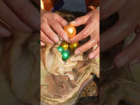 😇 Yellow and blue pearls in river clams