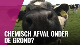Beestenboel in de Volgermeerpolder