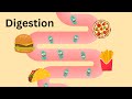 Human Digestive System Functions