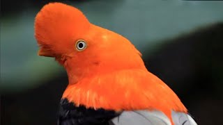 Qué Pasa con los Gallitos de las Rocas | Mini Documental