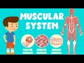 Exploring the Muscular System and Its Types