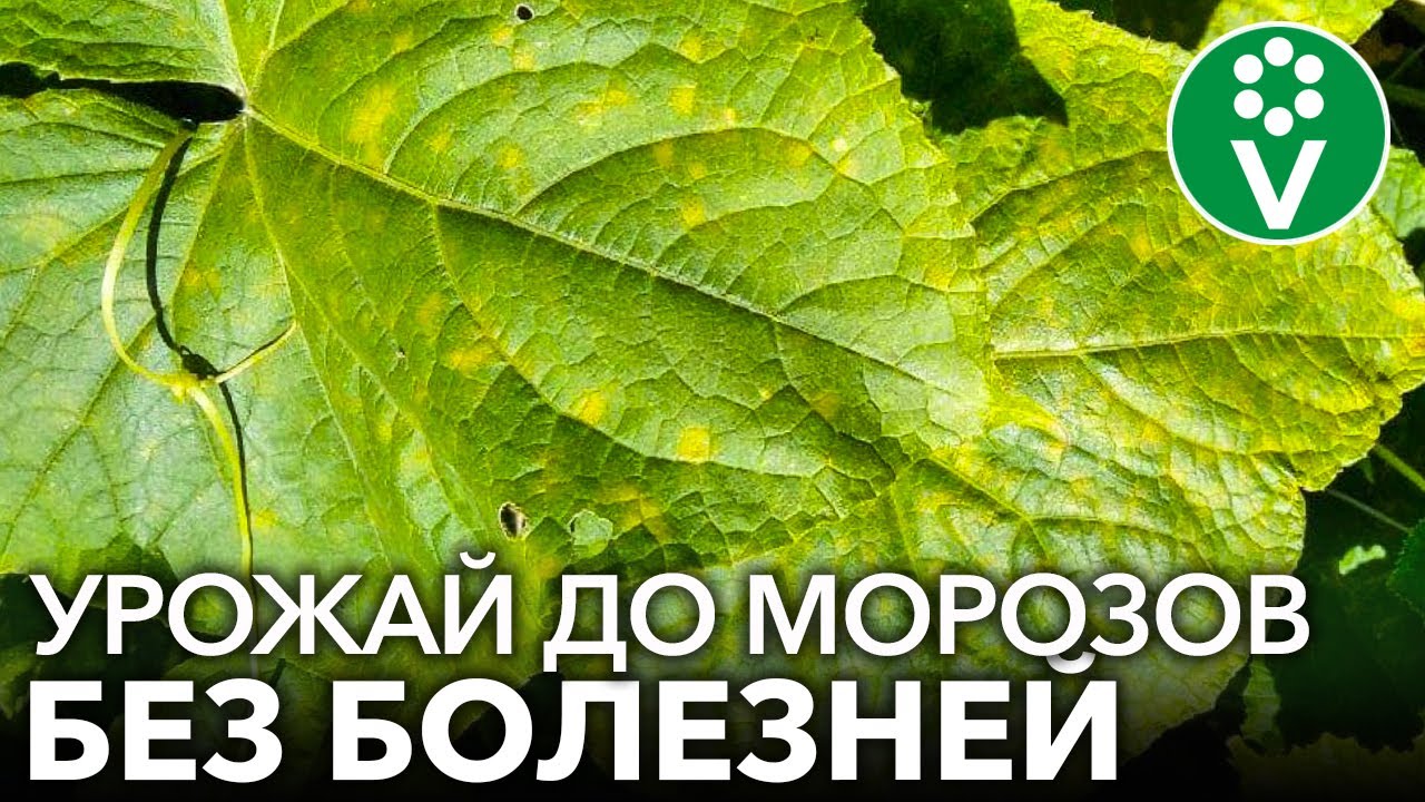 Как я спас огурцы от пероноспороза без чудо-средств, а доступными продуктами