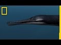 Marine Creatures of the Past