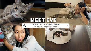 МАНАЙ АЗТАЙ САВАР 1 НАС ХҮРЛЭЭ 🐾 Мууртай болохоос өмнө эдгээрийг мэдэж аваарай