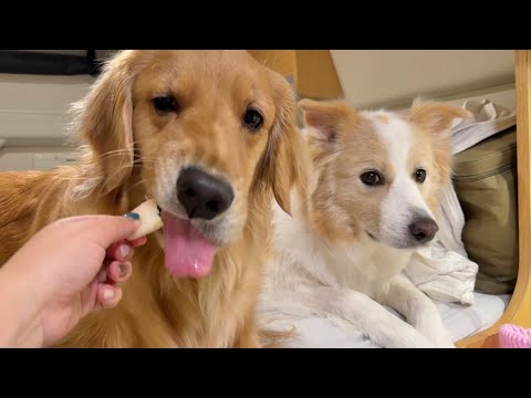 大好きな桃が、食べかけだと嫌な顔をする犬が正直すぎる...笑【ボーダーコリー•ゴールデンレトリバー】