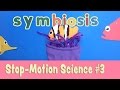 Types of Symbiosis and Their Effects