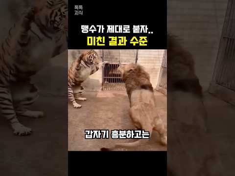 호랑이와 사자가 제대로 맞붙더니…