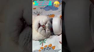 #shorts# funny cats and cute!!!🤣🤣🤣🐈#funny cats,funny,cats,cute cats,funny cat videos,funny cat#