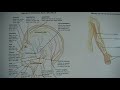 Nervous System Functions and Nerves