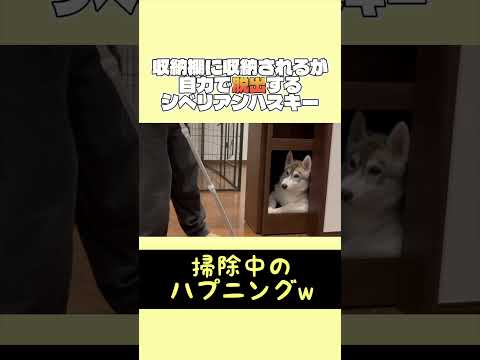ここが落ち着くらしいw #dog #犬 #シベリアンハスキー #かわいい #癒し
