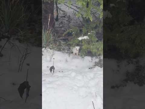 Snow Weasel From HELL 😱 #Hunt #ermine #ferret #natureismetal #outdoors #brutal #shtf #woods