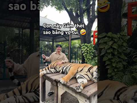 #tiger #hổ này chưa dữ bằng vợ tui đâu nên không sợ j kkk kin chá na #giaitri Hien Ranh Roi