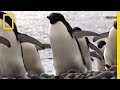 Adélie Penguins Feeding Behavior Study