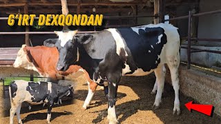 🐮 Olib Baraka Topasiz Simental Va Rossiyski Hunojin Sotiladi +Buqasixam Bor 