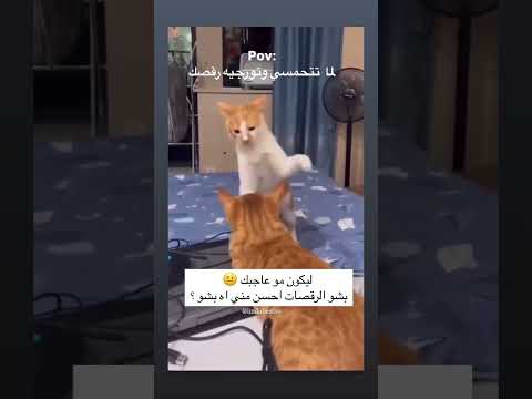 مبيعجبهوش العجب 😂