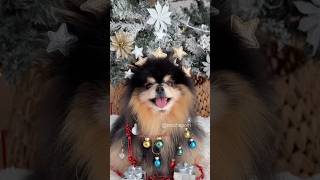 Setting up the perfect Christmas tree 🎄 #dog #pomeranian