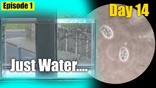 I Put Only Water in a Tank for 2 Weeks. This Happened.