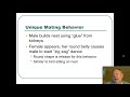 Behavioral Patterns of Sticklebacks and Cowbirds