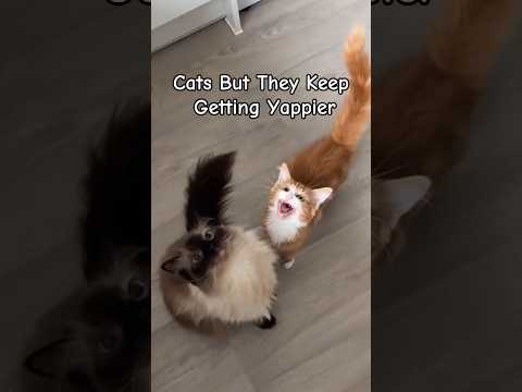 Cats but they keep getting Yappier || #kawaiii