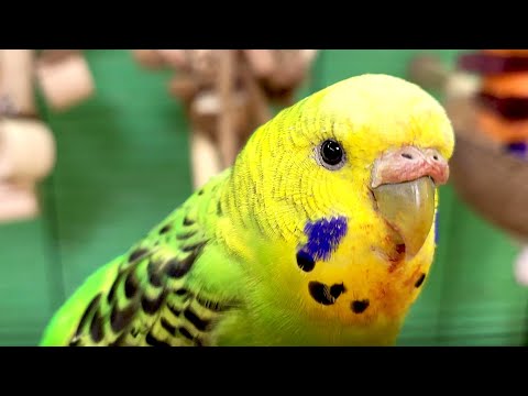 7 hours of budgie sounds for lonely birds