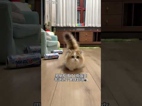 【#雪球日记】猫猫保龄球“自带回弹” #猫咪的迷惑行为 #萌宠