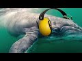 Ocean Conservation and Pollution Effects