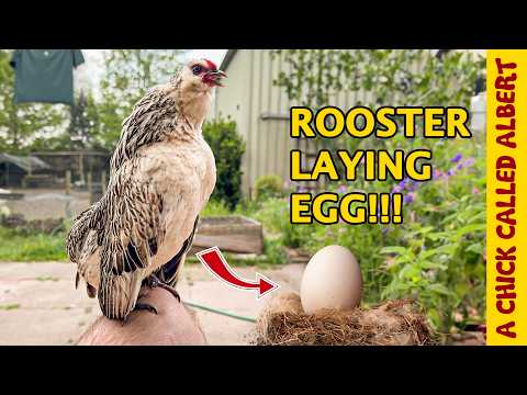 What?! My rooster laid an egg!