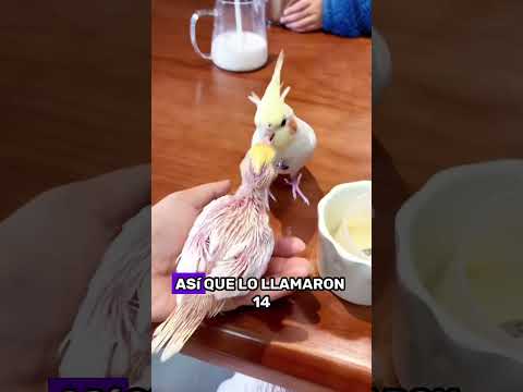 Baby parrot abandoned by its parents #animals #Foryou #Friendship #Us