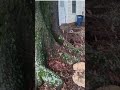 Understanding Bracket Fungus