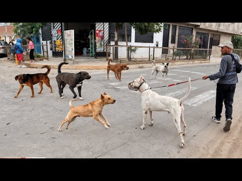 Paseo de  DOGO ARGENTINO por las calles - paseo canino 🐶