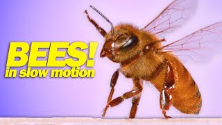 Honeybee Stings & Flight in Slow Motion