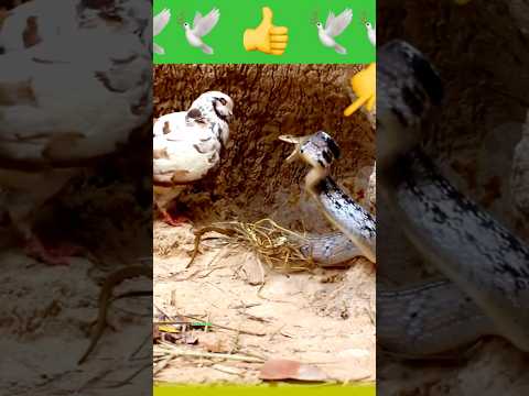 الحمامة تستعيد عرشها وهروب الثعبان