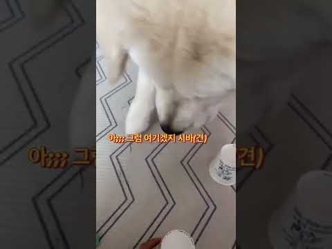 진심으로 화내는 강아지 #shorts