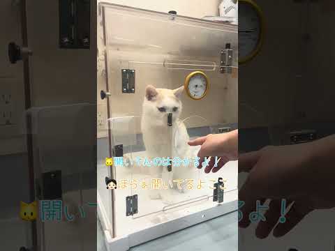 家猫になって幸せ太りで窓を通れなくて困ってる猫【病院猫のほっぺ太郎】#shorts