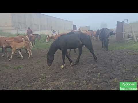 Туманное утро! Табун выходит из загона.