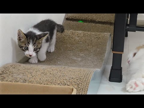 A Rescued Kitten's Cute Reaction When He Sees a Big Cat For The First Time │ Episode.47