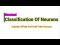 Neurons and Their Functions