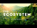 Understanding Ecosystems and Their Functions