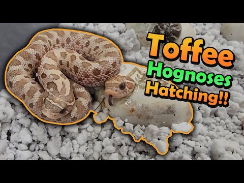 Toffee Morph Hognoses Hatching!!