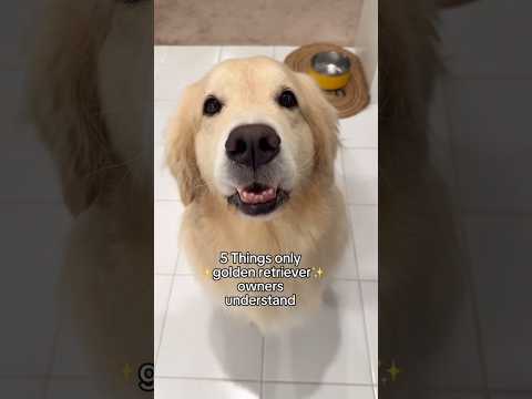All golden parents can relate 😍 !!.....#dogshorts #funnydogs #cutedog #ytshorts #trendingshorts