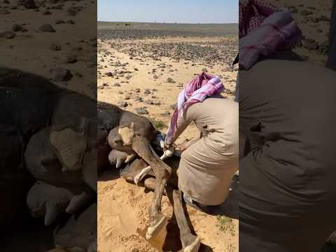 ماشاءالله تبارك الله الله يجزأهم خير #الجوف #اكسبلور
