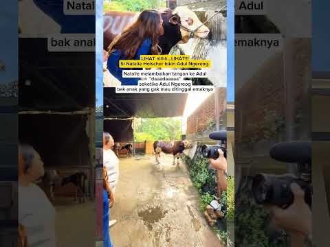 Sapi Natalie Nangis saat ditinggalkan