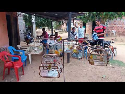 🔥🔥🐦fogueo de canario en pelaya cesar🐦🔥🔥#video #viral #canario