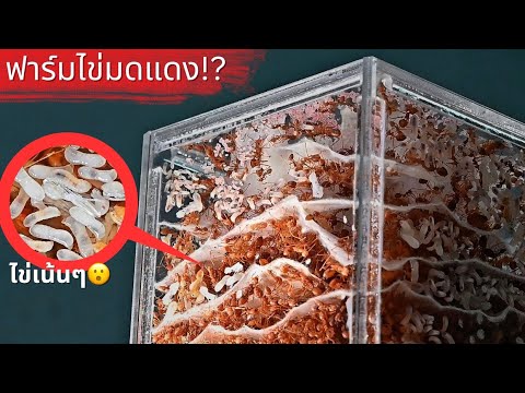 EP 44 เลี้ยงมดแดงในคอนโดแบบไม่ง้อต้นไม้!? ไข่เยอะมาก!! | MORE MOD