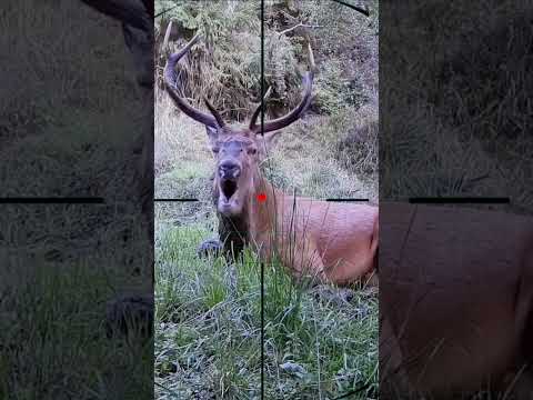 roe deer shooting | chasse au chevreuil | caccia al capriolo